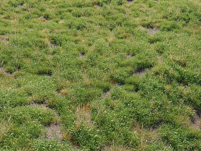 Lush Green Grass Plants With Patchy Growth And Exposed Soil In Field 3d model