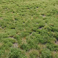 Lush Green Grass Plants With Patchy Growth And Exposed Soil In Field