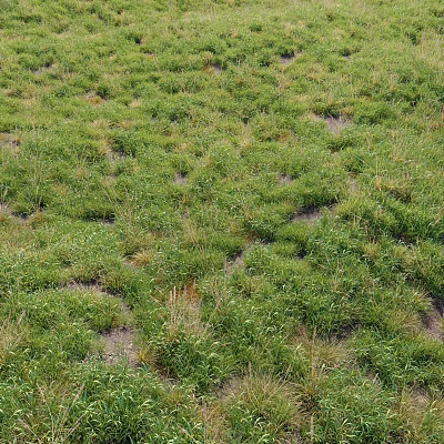 Lush Green Grass Plants With Patchy Growth And Exposed Soil In Field 3d model Lush Green Grass Plants With Patchy Growth And Exposed Soil In Field 3d model