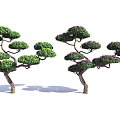 Decorative Arbor Trees With Curved Branches Green And Purple Foliage For Landscape