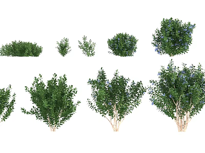 Various Types Of Flowering Shrubs With Green Foliage For Garden Landscaping 3d model