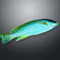 Vibrant Blue Green Aquatic Fish With Spotted Body And Yellow Fins