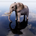 Gray Elephant Standing On Water Surface With Cloud Reflection In Sky