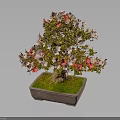 Bonsai Tree With Pink And Red Flowers In Square Brown Pot And Green Moss