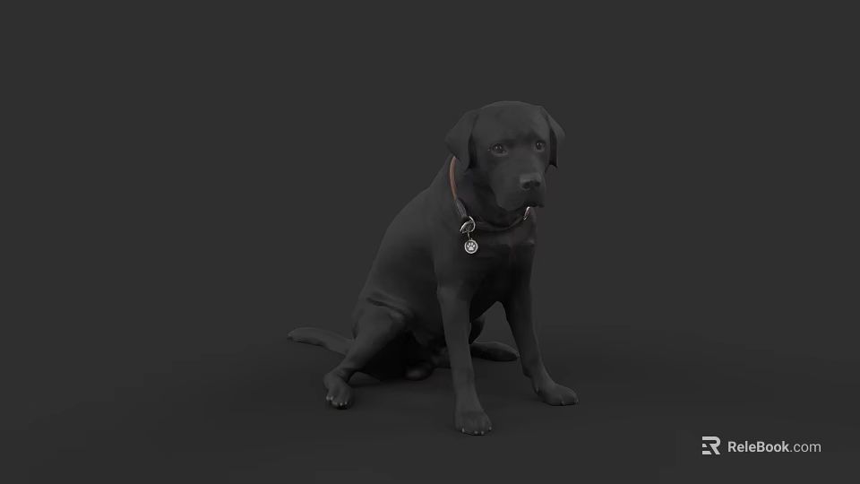 Black Labrador Dog Sitting With Collar And Tag On Dark Background 3d model 