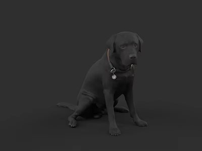 Black Labrador Dog Sitting With Collar And Tag On Dark Background 3d model