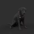 Black Labrador Dog Sitting With Collar And Tag On Dark Background