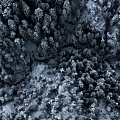 Microtopography In Snowy Forest With Snow Covered Trees And Undulating Terrain