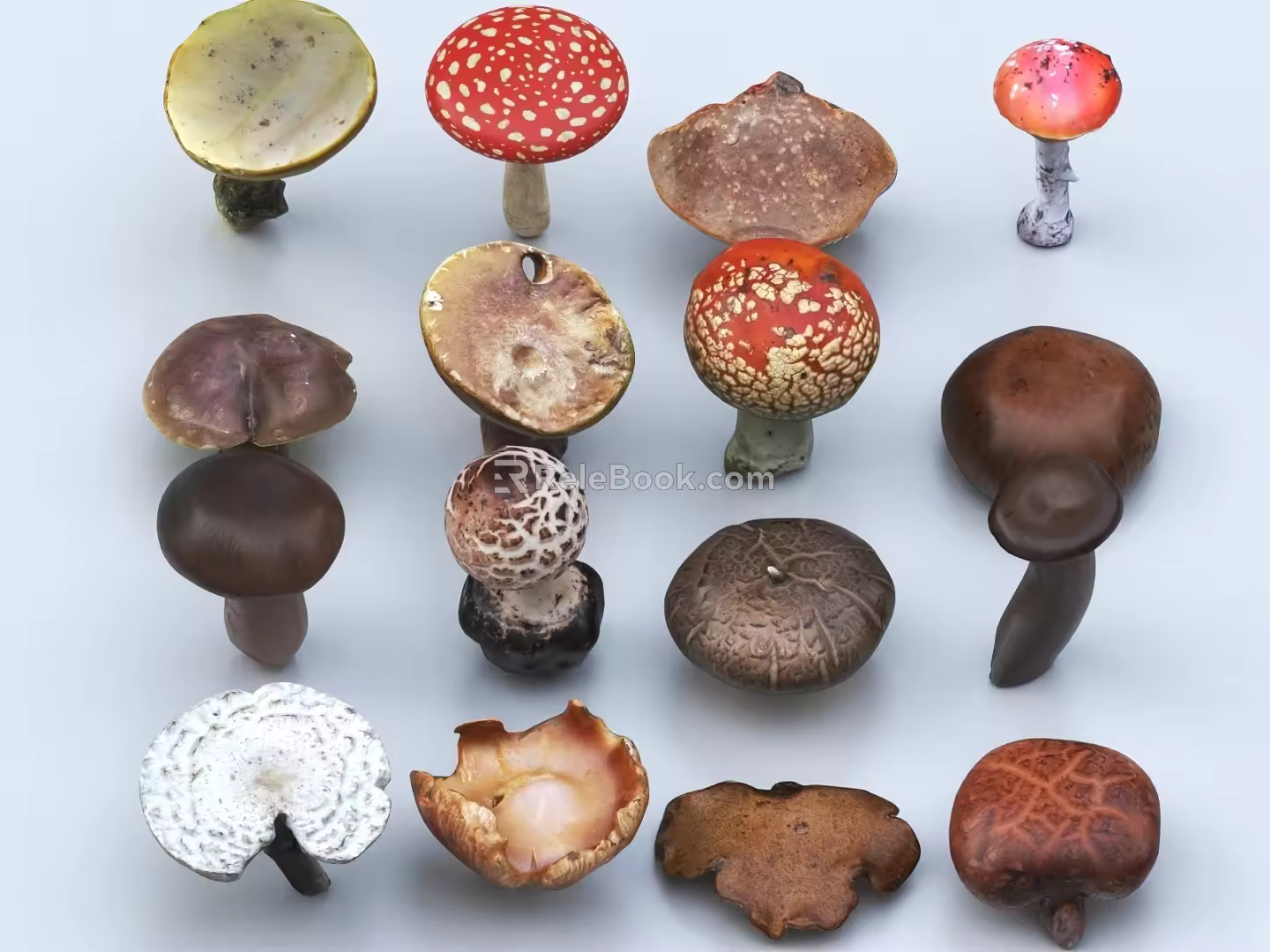 Mushroom Ganoderma lucidum Food Vegetable Mushroom Fungi Pleurotus eryngii Coprinus comatus 3d model