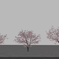 Three Trees With Pink Blossoms Against Gray Sky And Paved Ground 3d model