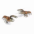 Two Brown Reptile Specimens With Large Claws And Segmented Bodies On White Surface 3d model