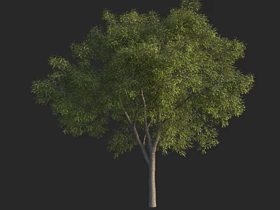 Lush Green Arbor with Dense Foliage and Strong Trunk in Natural Setting 3d model