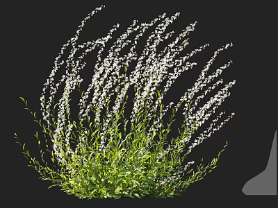 Vibrant Blooming Plant With Delicate White Flowers And Fresh Green Leaves 3d model