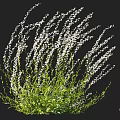 Vibrant Blooming Plant With Delicate White Flowers And Fresh Green Leaves