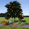 Orange Tree Full of Ripe Oranges with Basket on Stone Path in Green Grassland