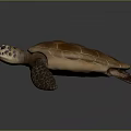 Brown Sea Turtle With Detailed Textured Shell And Lifelike Natural Appearance