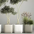 Elegant Garden Ornamental Plants With Multi Stemmed Leafy Trees White Planters And Grassy Foliage