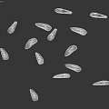 Natural Brown Plant Seeds Scattered on White Background Close Up View