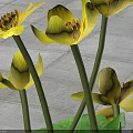Caltha Palustris Potted Plant With Yellow Flowers And Green Leaves On Round Green Base