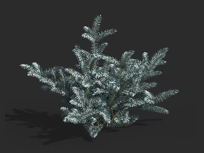 Lush Silver Green Shrub with Dense Branches and Vibrant Foliage in Natural Form 3d model