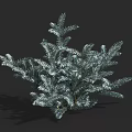 Lush Silver Green Shrub with Dense Branches and Vibrant Foliage in Natural Form