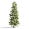 Evergreen Trees In Different Sizes With Lush Green Foliage And Natural Look