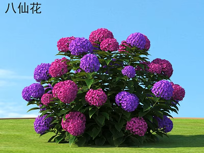 Beautiful Blooming Hydrangea Flowers With Purple And Pink Blooms On Green Grass Under Blue Sky 3d model