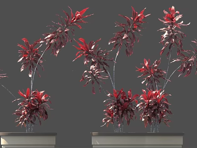 Multiple Red Leaf Decorative Plants In Potted Containers With Green Stems 3d model