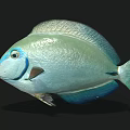 Turquoise Blue Fish With Shiny Scales Distinctive Eye Markings And Sleek Body Shape
