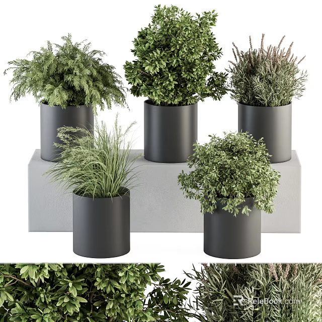 Decorative Black Plant Pots With Various Green Shrubs And Grasses On Gray Platform 3d model 
