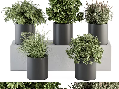 Decorative Black Plant Pots With Various Green Shrubs And Grasses On Gray Platform 3d model