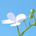 White Flower with Green Stems and Buds Against Blue Background 3d model