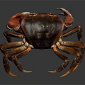 Red Brown Crab With Large Claws On Gray Background Close Up View 3d model