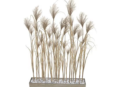Elegant Tall Indoor Ornamental Grass In Rectangular Planter With White Pebbles 3d model