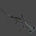 Hammerhead Shark Swimming Gracefully In Deep Ocean With Distinctive Head Shape 3d model