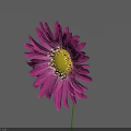Pink Flower With Radiant Petals Yellow Center Green Stem And Gray Background