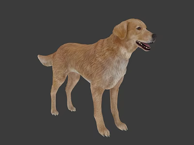 Modern dog golden retriever 3d model