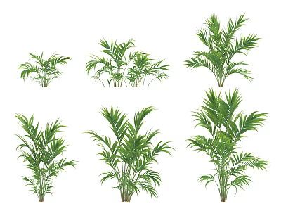 Green Tropical Shrubs With Lush Foliage In Various Sizes For Garden Decor 3d model