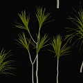 Tall Arborescent Trees With Long Green Leaves Isolated On Black Background