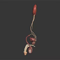 Urinary System Organ Model With Kidneys Ureters Bladder In Red White On Black Background