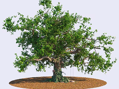 Lush Mature Arbor With Thick Trunk Green Foliage And Mulch Around Base 3d model