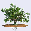 Lush Mature Arbor With Thick Trunk Green Foliage And Mulch Around Base