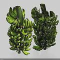 Two Bunches Of Fresh Green Bananas Placed On White Background For Fruit
