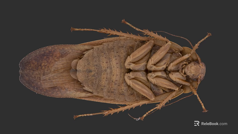 Detailed Close Up Of Brown Reptile With Scaly Body And Segmented Legs 3d model 