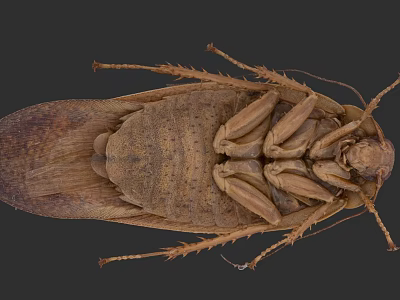 Detailed Close Up Of Brown Reptile With Scaly Body And Segmented Legs 3d model