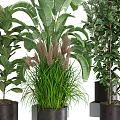 Various Bonsai Potted Plants With Different Green Leaves In Stylish Dark Pots For Home Decoration