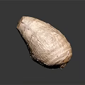 Fresh Whole Taro Root With Natural Brown Skin And Smooth Surface
