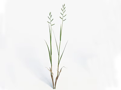 Slender Green Grass with Long Stems and Small Spikes on White Background 3d model