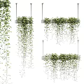 Stylish Hanging Basket Plants With Cascading Green Vines For Indoor Decor