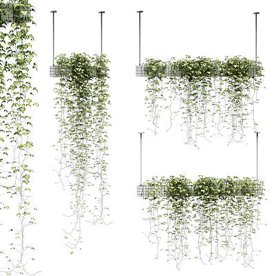 Stylish Hanging Basket Plants With Cascading Green Vines For Indoor Decor 3d model